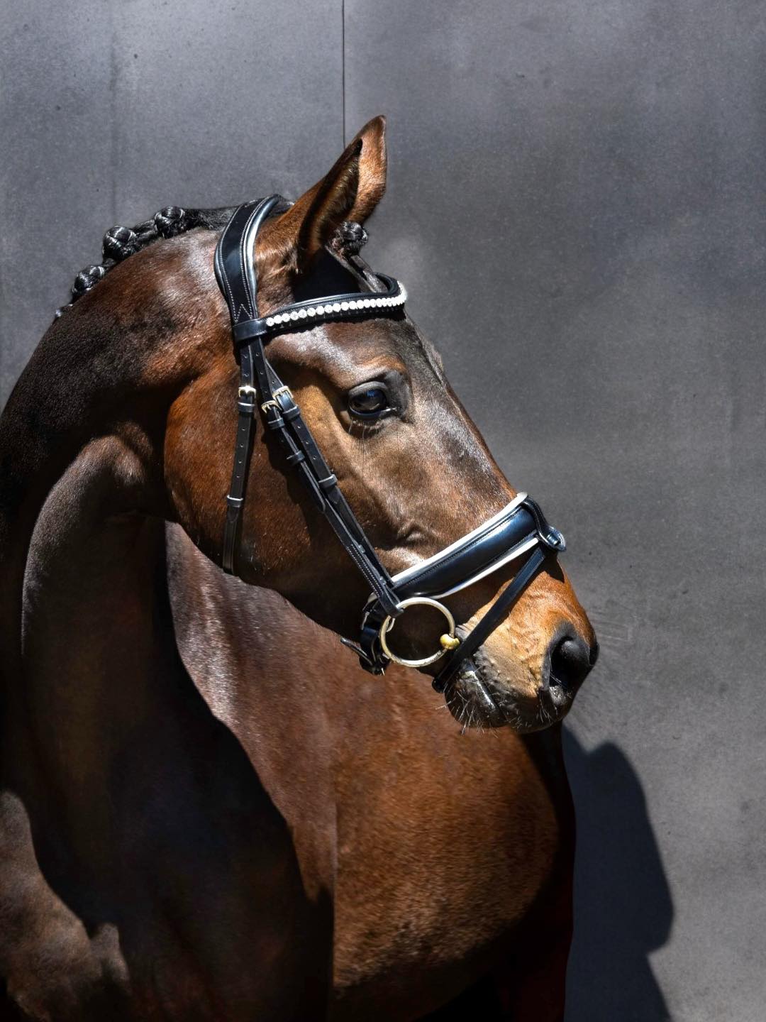 e290c9a1f42f96d0c6bd31a69701cce25d6b3a6d08edb876610eec337727f3ae Eponia Classic Dressage White Dressurtrense weiß unterlegtes Reithalfter“ „Dressurtrense Eponia Classic White Kristall Stirnband silberne Beschläge“ „Eponia Dressurtrense schwarz weiß unterlegt Reithalfter Turnierlook“